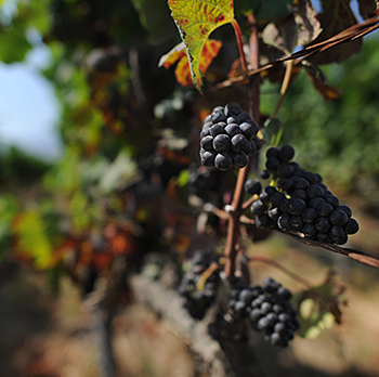 Grape clusters of Pinot Noir ready for harvest growing in our Monterey County vineyards.