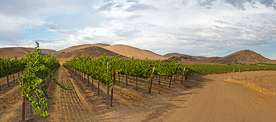 Our vineyards in the Picines region South of Hollister, CA