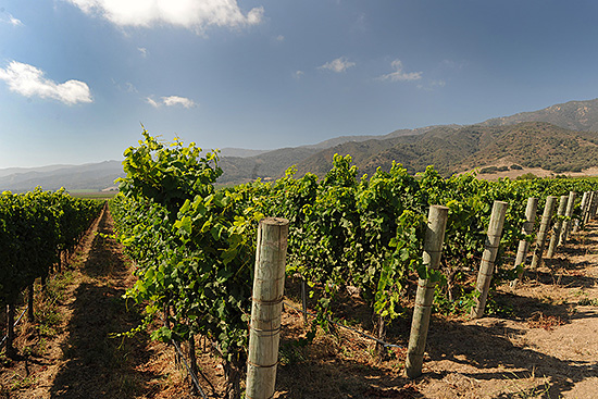 Our vineyards in the Santa Lucia Highlands. We source fruit here for our exceptional Pinot Noir and Chardonnays.