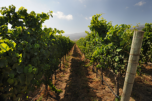 Vineyards in the foothills of Santa Lucia Mountains